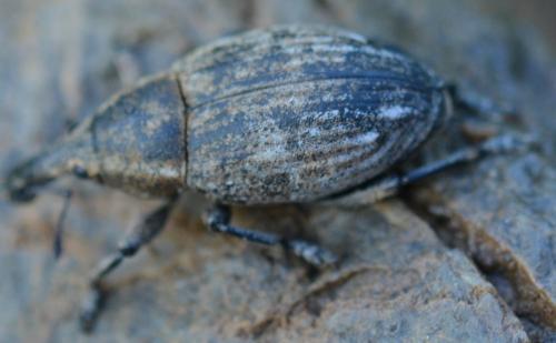 Réf. 324 133 : Lepyrus capucinus